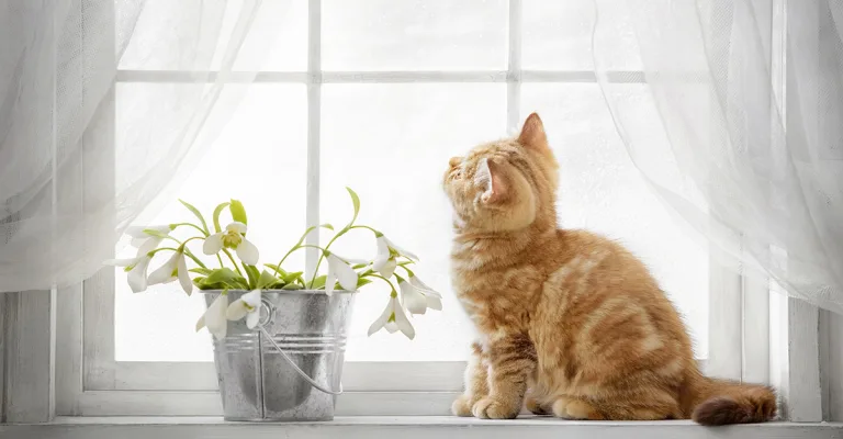 Spring into Energy Savings with New Windows for your Denver home | New Windows for America